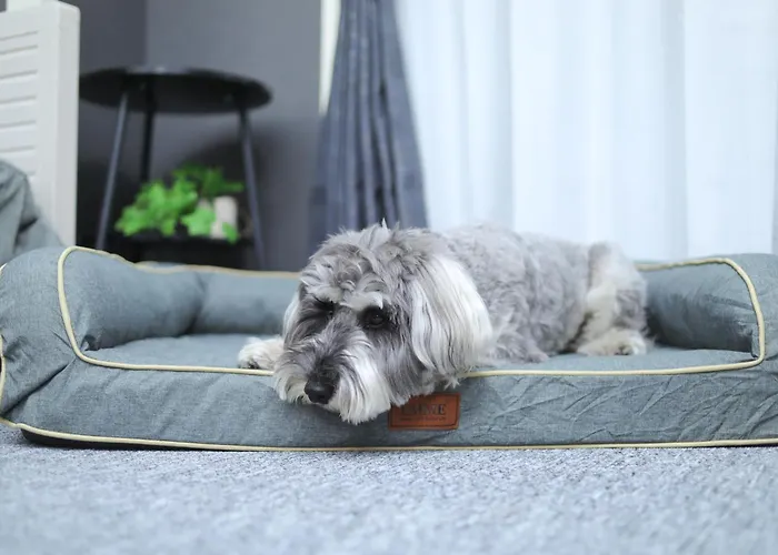 ペットと泊まれる宿 Doggoinn
