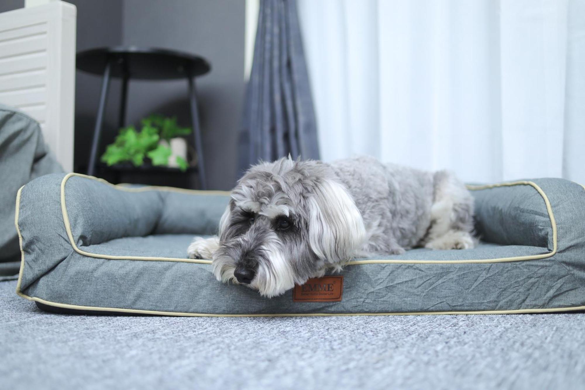 ペットと泊まれる宿 Doggoinn * Niigata